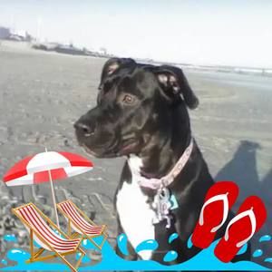 Meet your Posher, Liz